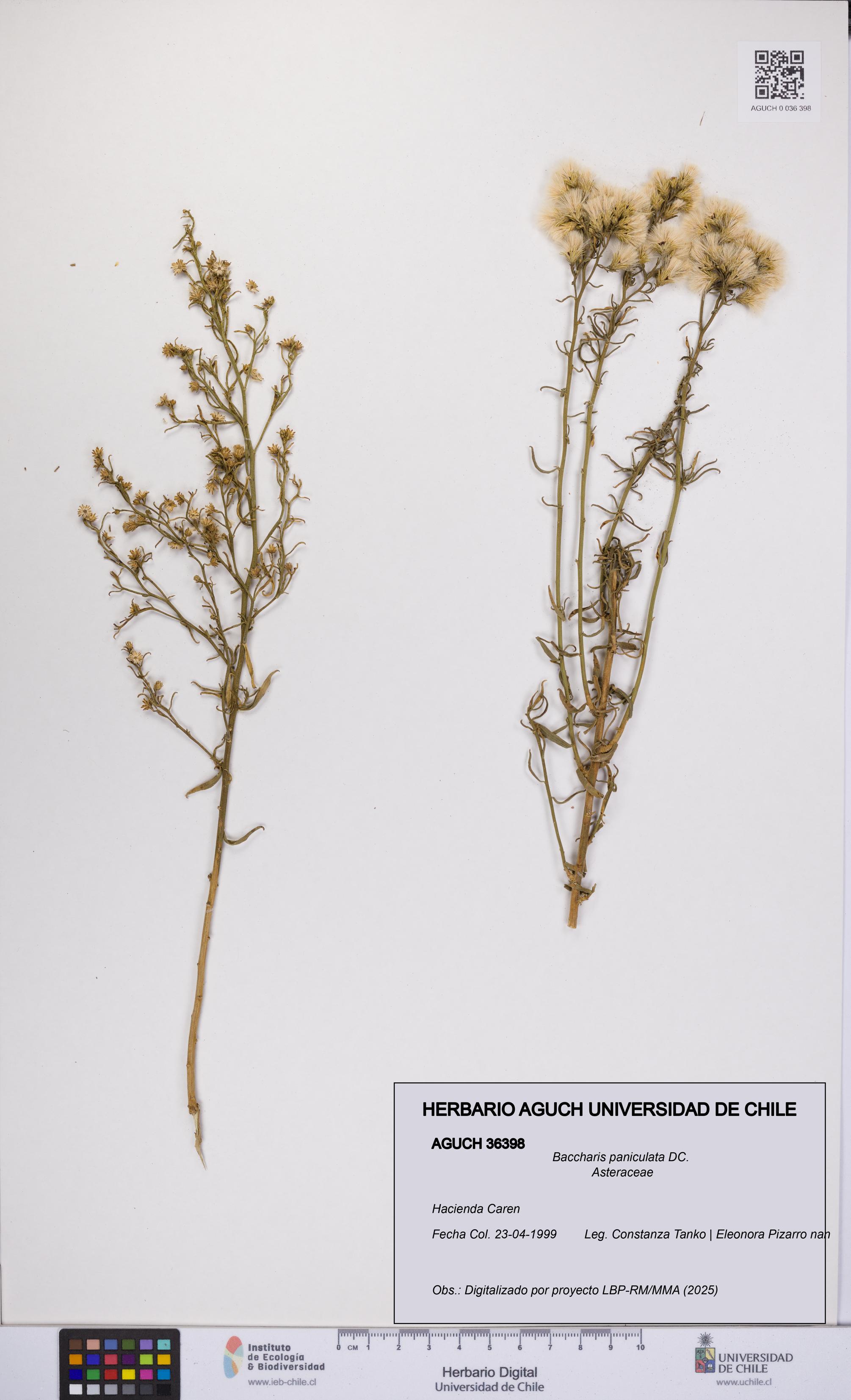 Baccharis paniculata [Espécimen: UCH:AGUCH:0036398]