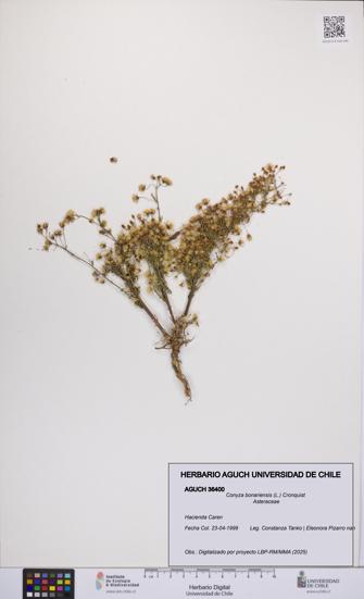 Conyza bonariensis [Espécimen: UCH:AGUCH:0036400]