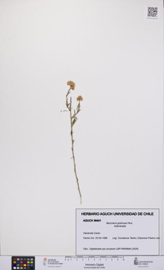 Baccharis glutinosa [Espécimen: UCH:AGUCH:0036401]