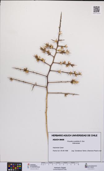 Proustia cuneifolia [Espécimen: UCH:AGUCH:0036405]