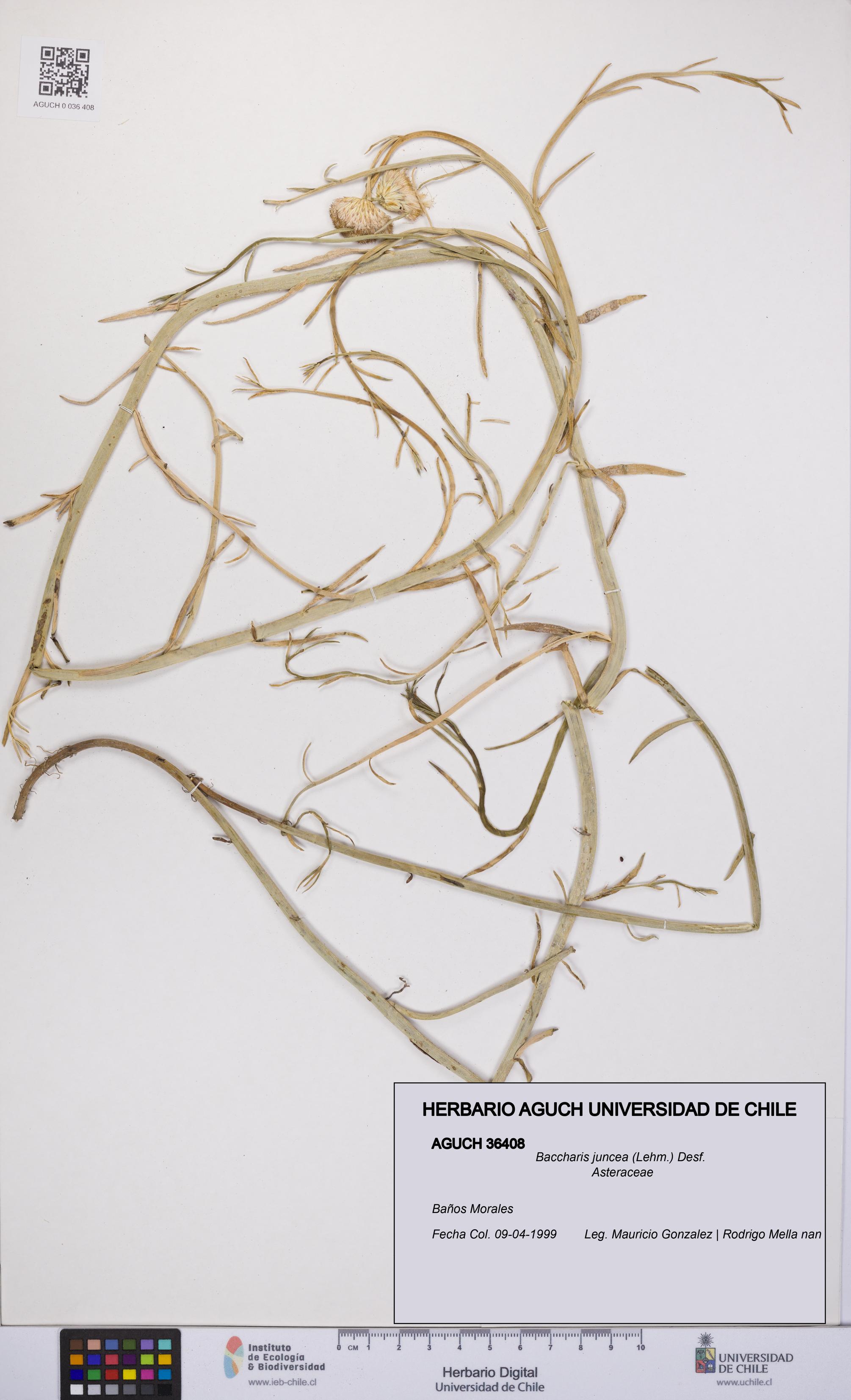 Baccharis juncea [Espécimen: UCH:AGUCH:0036408]
