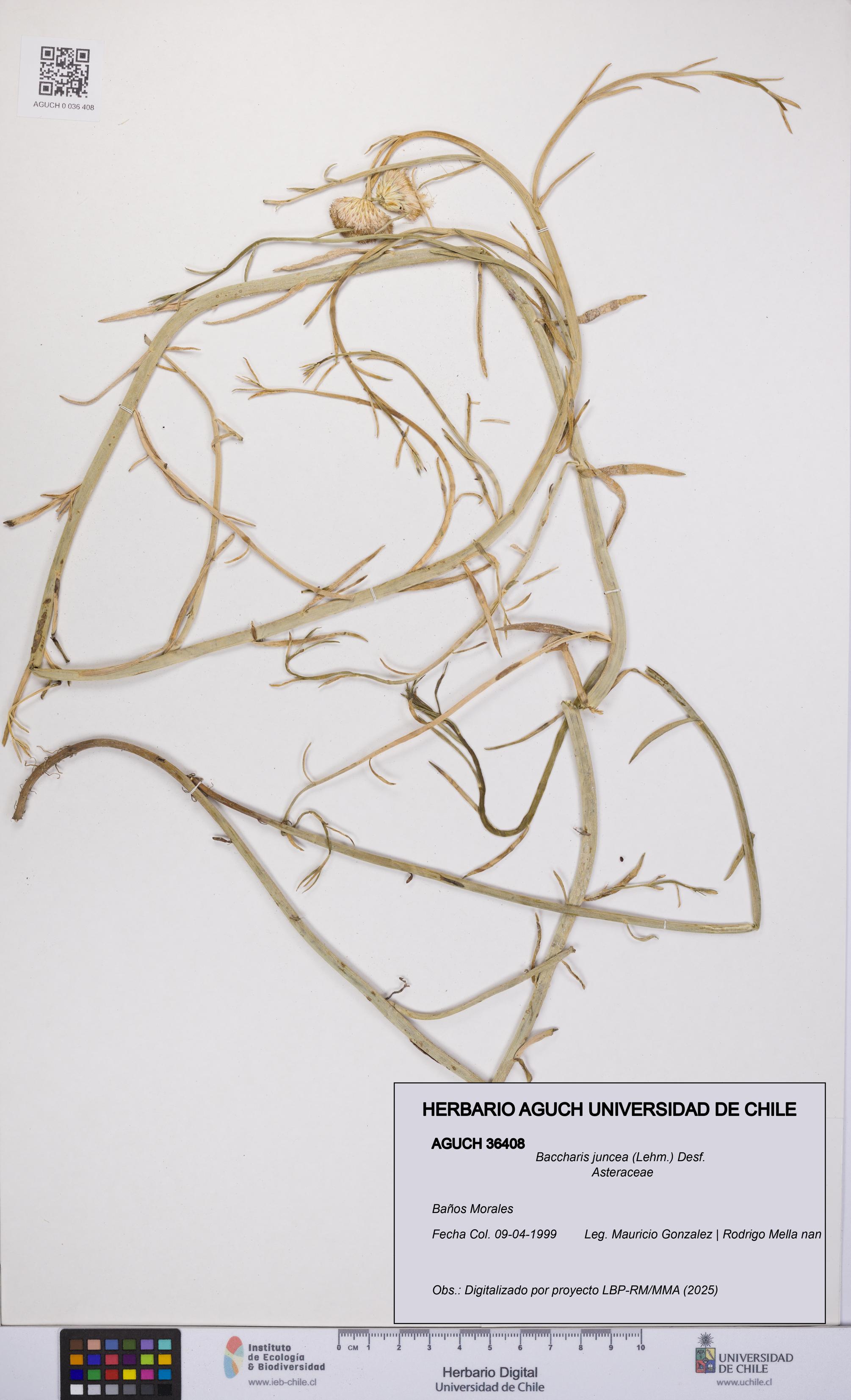 Baccharis juncea [Espécimen: UCH:AGUCH:0036408]
