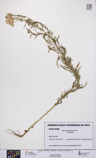 Baccharis glutinosa [Espécimen: UCH:AGUCH:0036409]