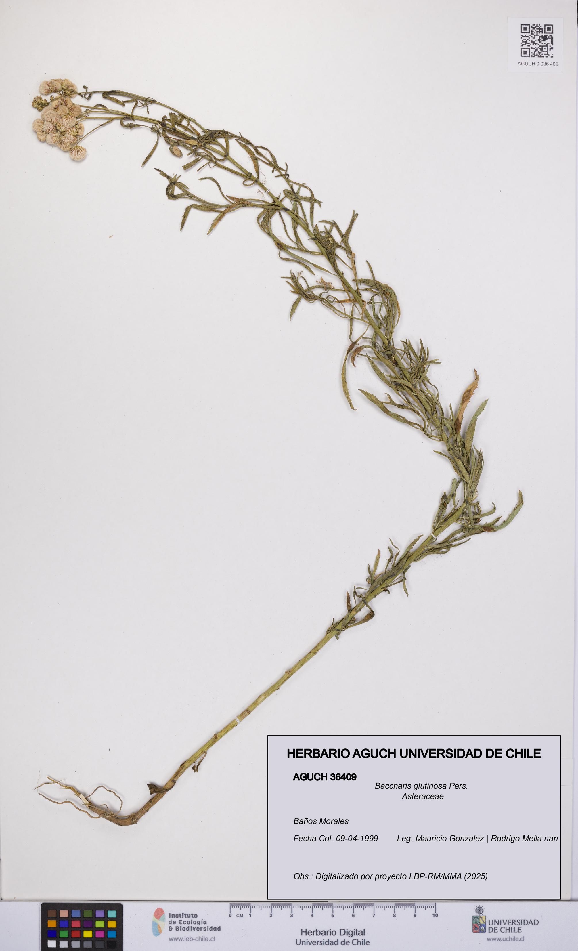 Baccharis glutinosa [Espécimen: UCH:AGUCH:0036409]