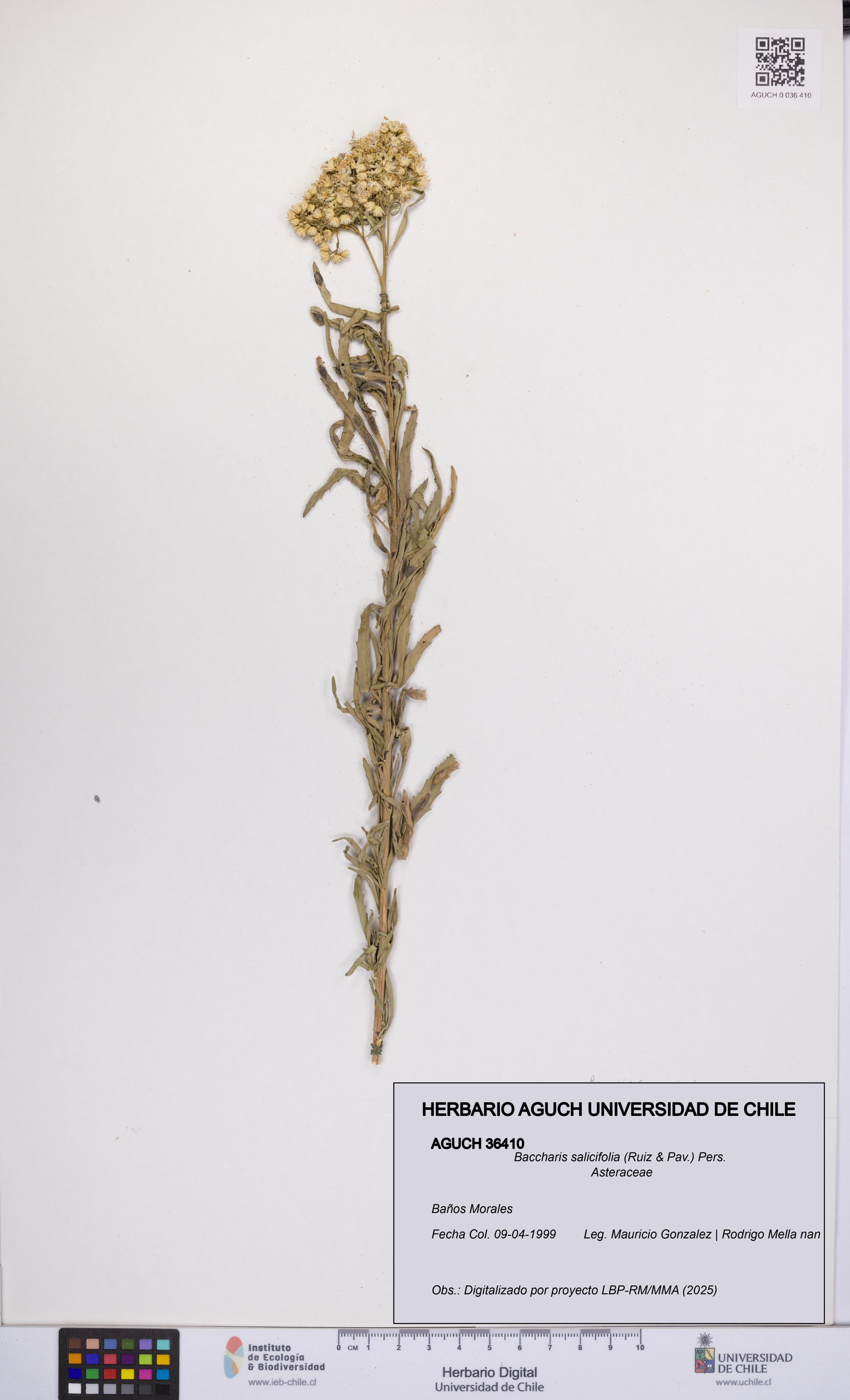 Baccharis salicifolia [Espécimen: UCH:AGUCH:0036410]