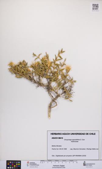 Chuquiraga oppositifolia [Espécimen: UCH:AGUCH:0036412]