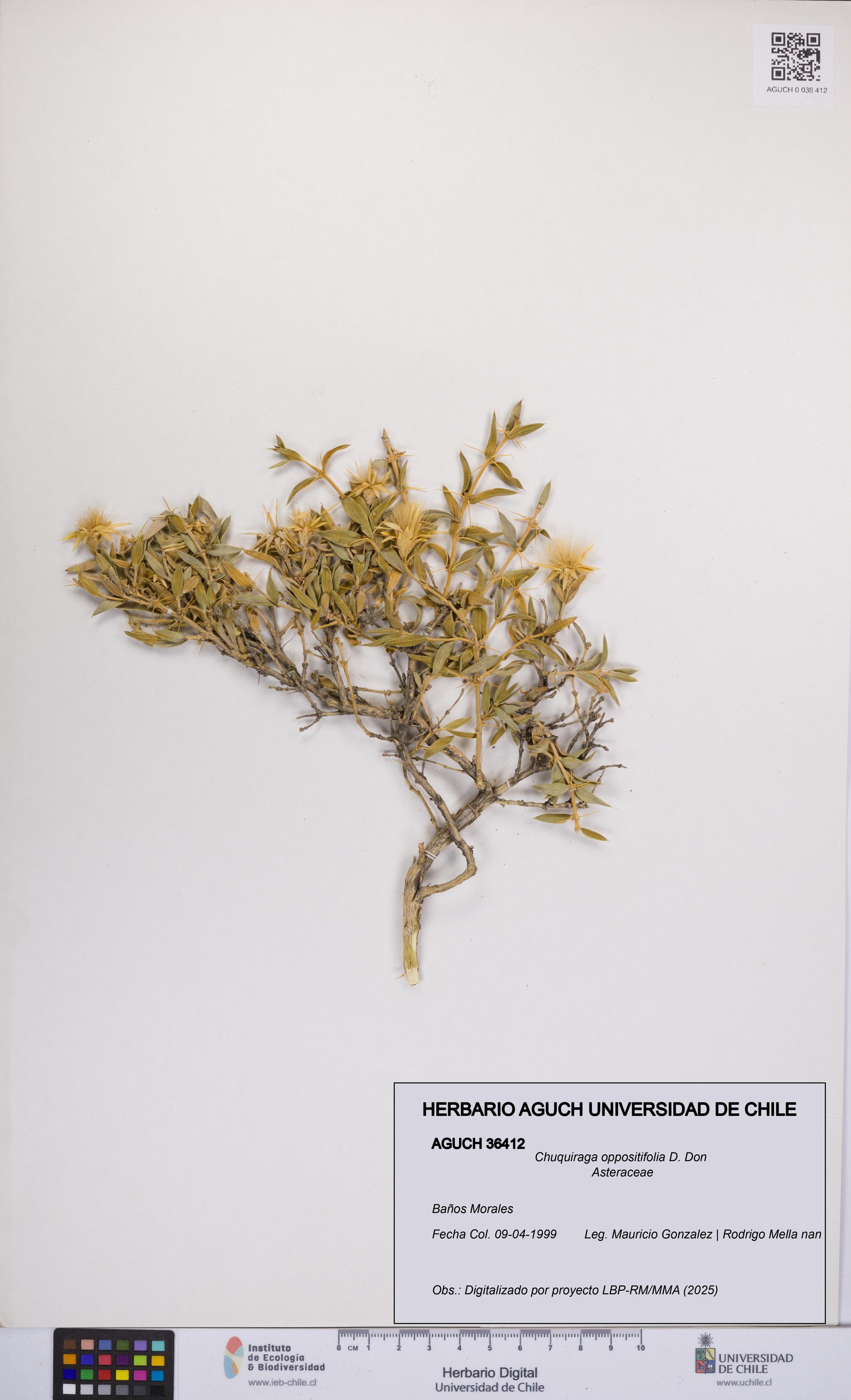 Chuquiraga oppositifolia [Espécimen: UCH:AGUCH:0036412]