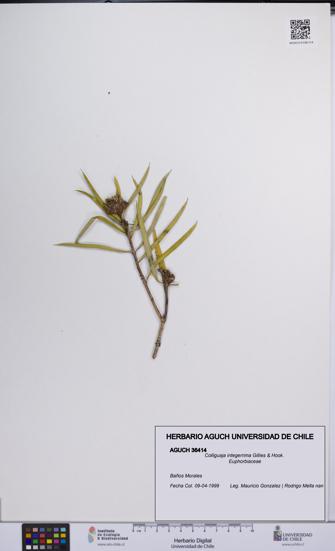 Colliguaja integerrima [Espécimen: UCH:AGUCH:0036414]