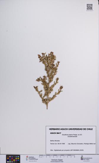 Escallonia alpina [Espécimen: UCH:AGUCH:0036417]