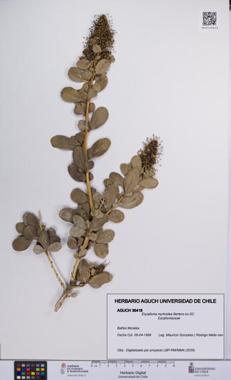 Escallonia myrtoidea [Espécimen: UCH:AGUCH:0036418]