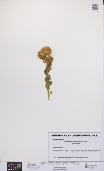 Haplopappus diplopappus [Espécimen: UCH:AGUCH:0036420]