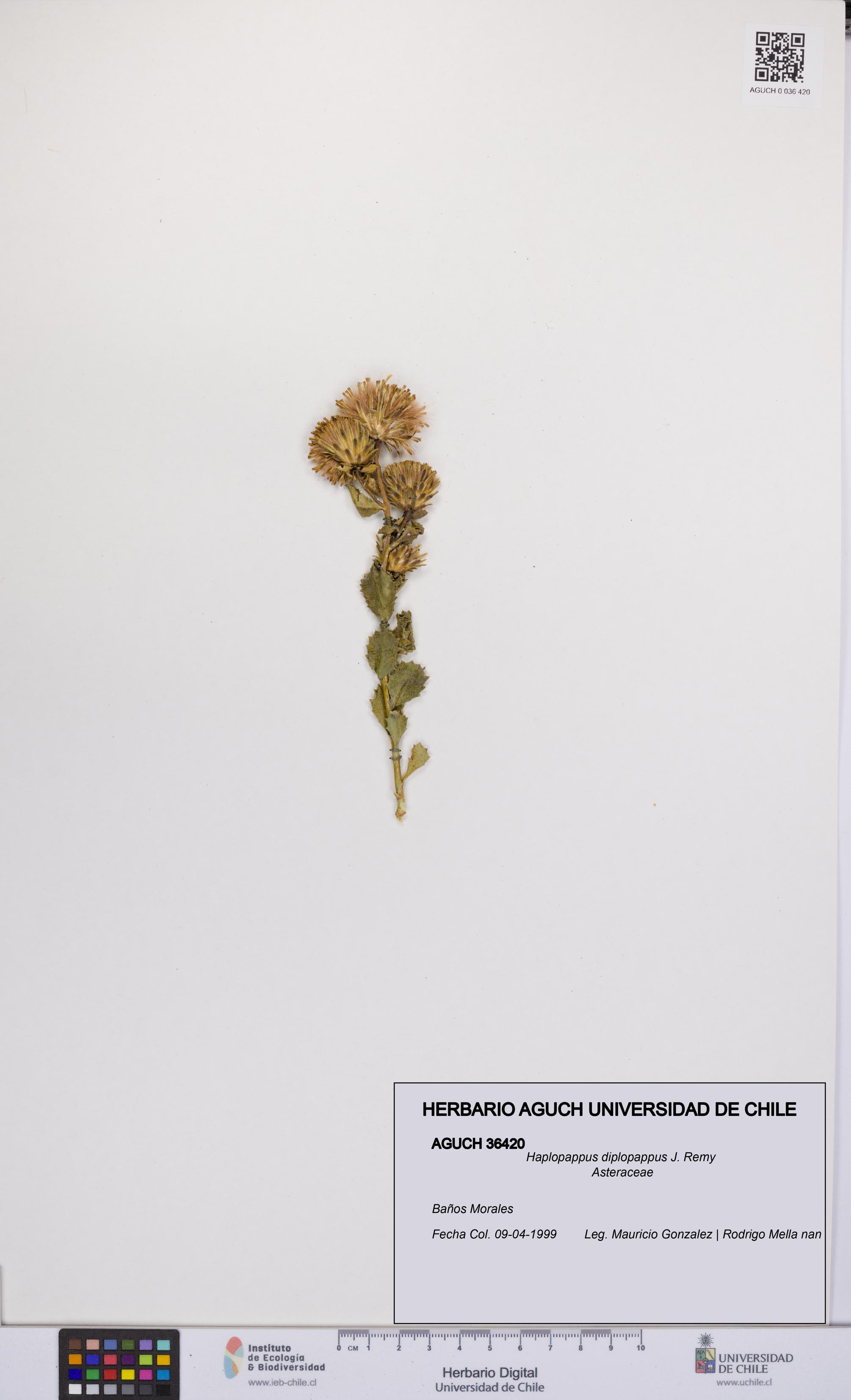 Haplopappus diplopappus [Espécimen: UCH:AGUCH:0036420]