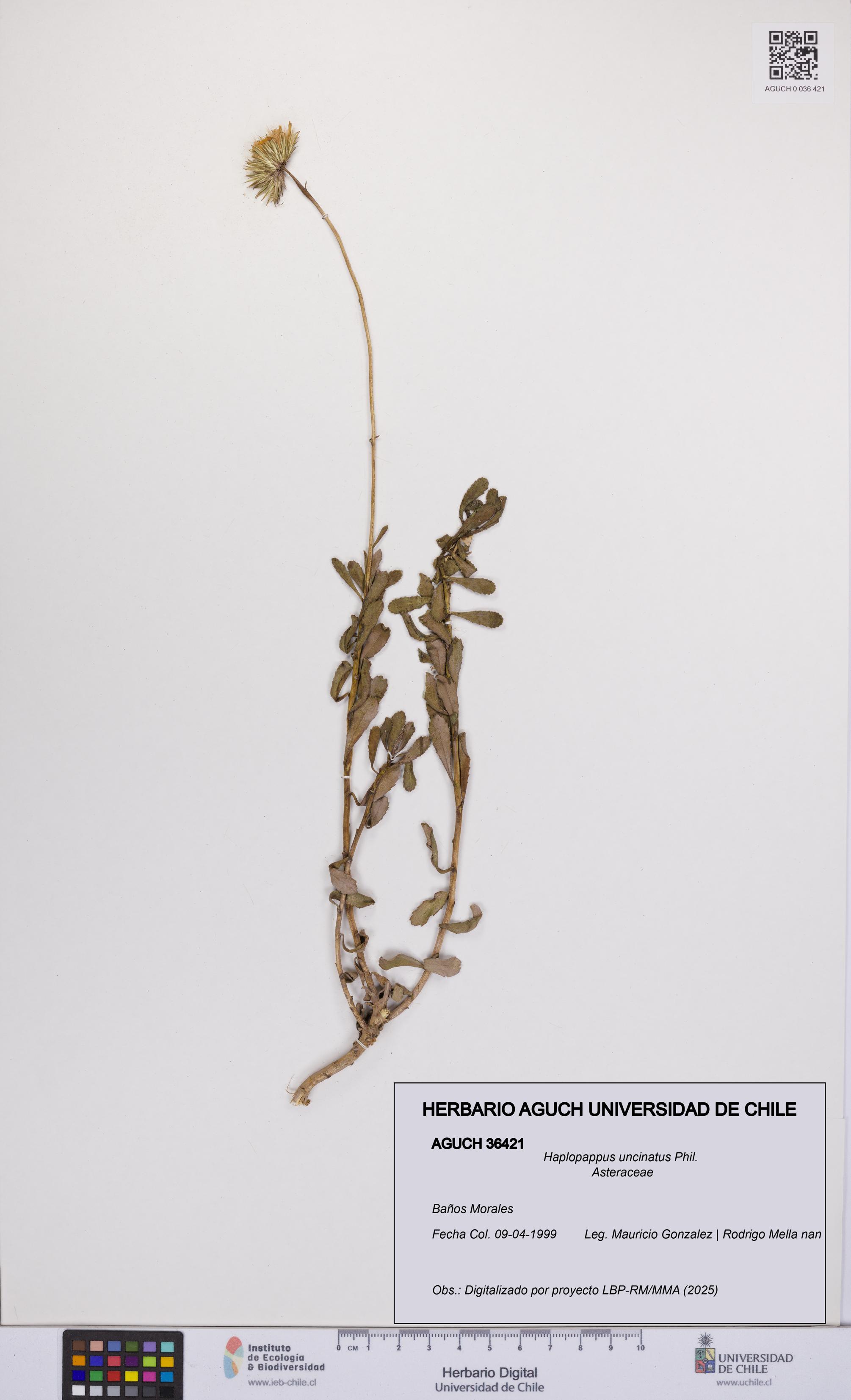 Haplopappus uncinatus [Espécimen: UCH:AGUCH:0036421]