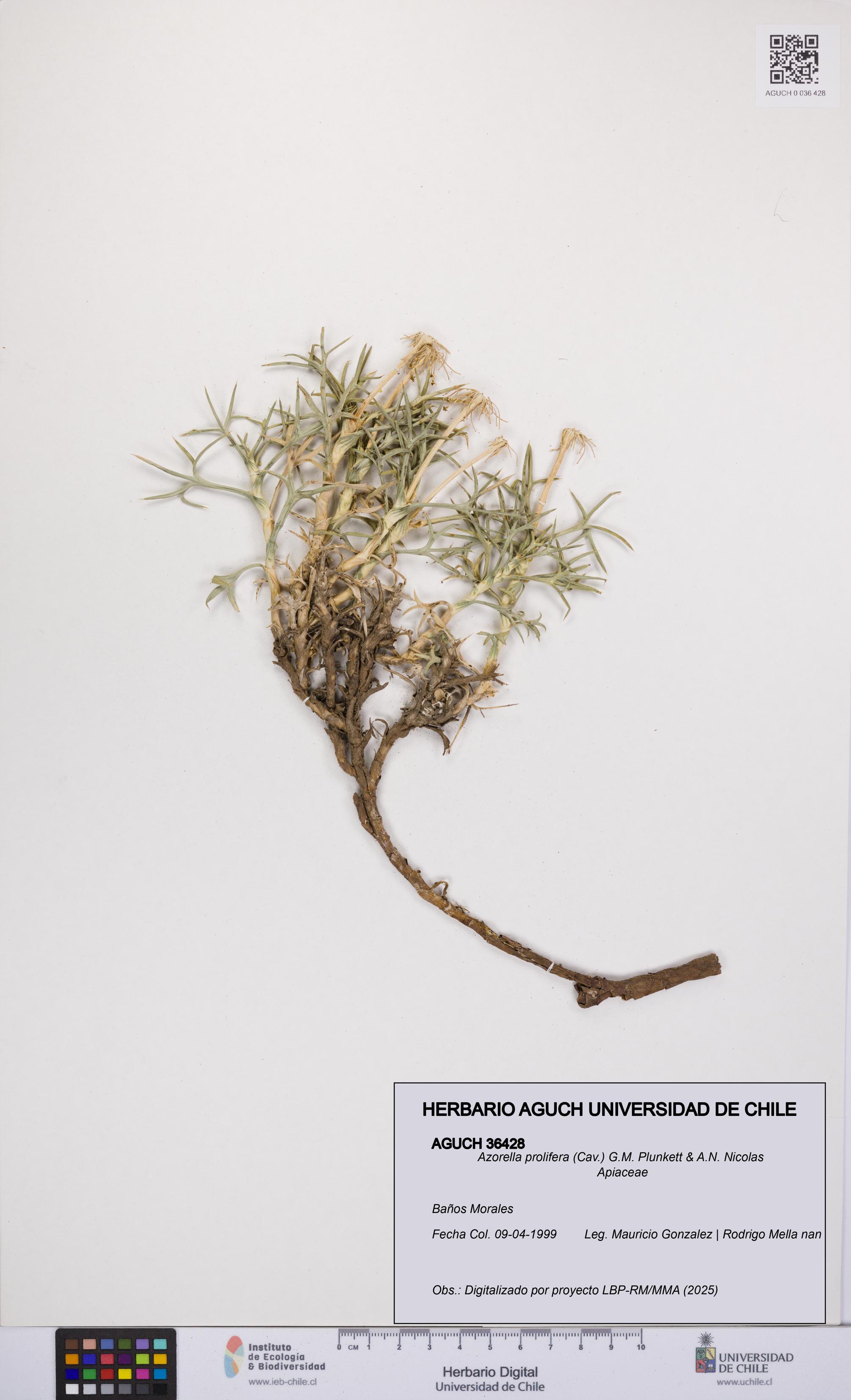 Azorella prolifera [Espécimen: UCH:AGUCH:0036428]
