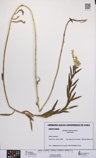 Solidago chilensis [Espécimen: UCH:AGUCH:0036434]
