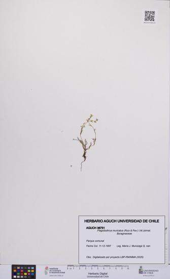 Plagiobothrys muricatus [Espécimen: ]