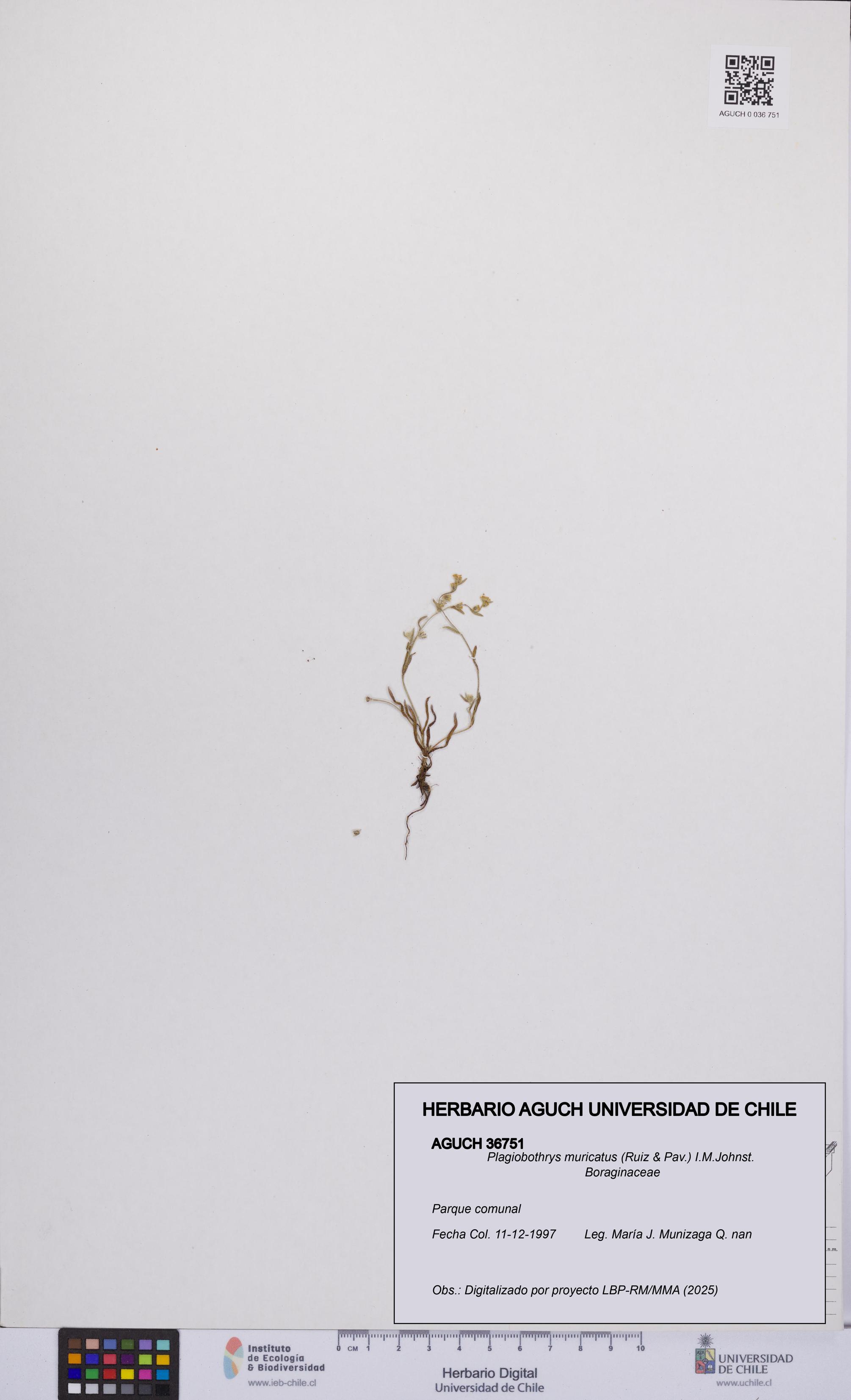 Plagiobothrys muricatus [Espécimen: ]