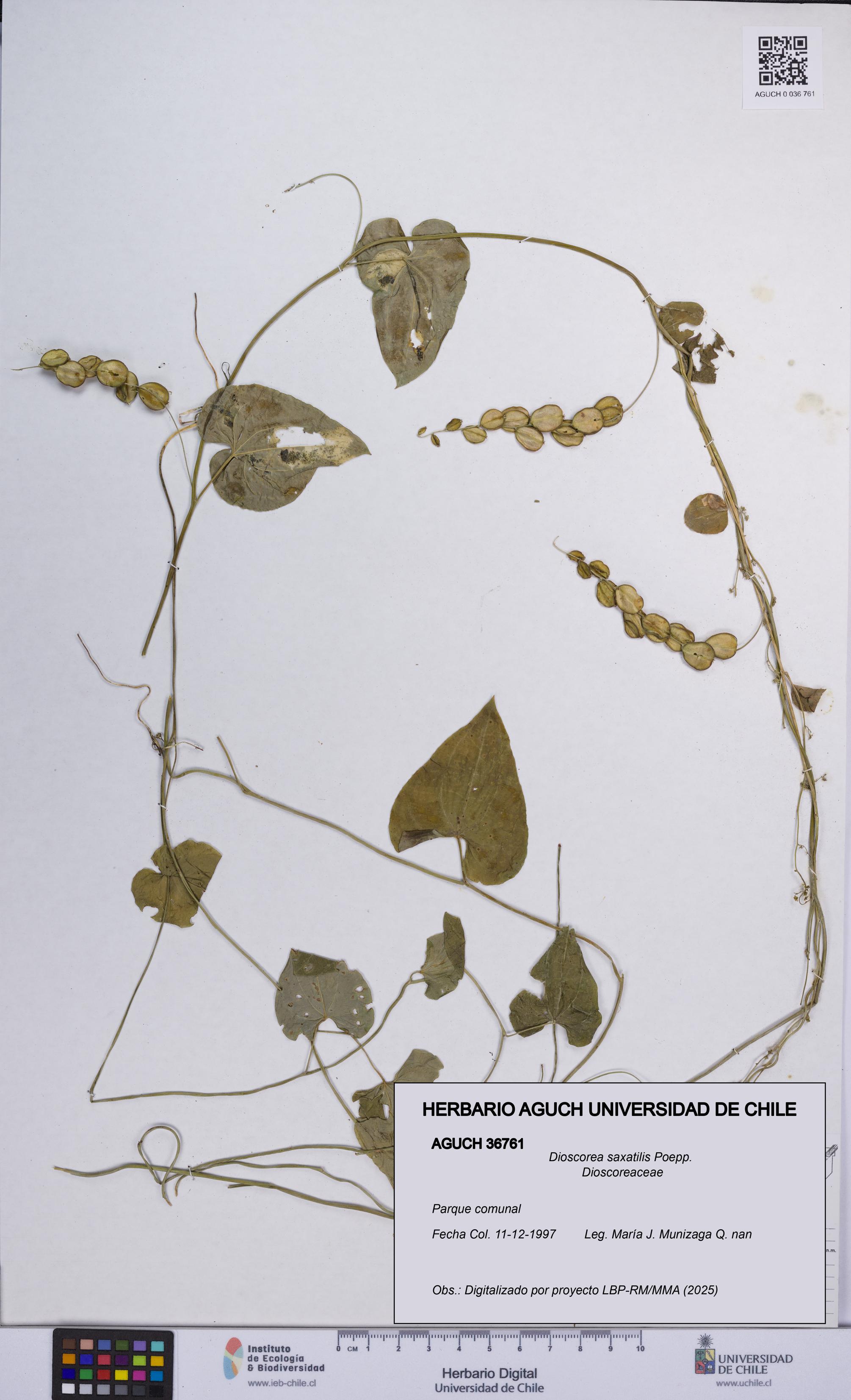 Dioscorea saxatilis [Espécimen: UCH:AGUCH:0036761]