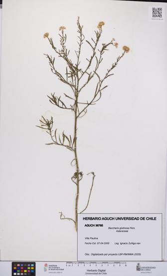Baccharis glutinosa [Espécimen: UCH:AGUCH:0036765]