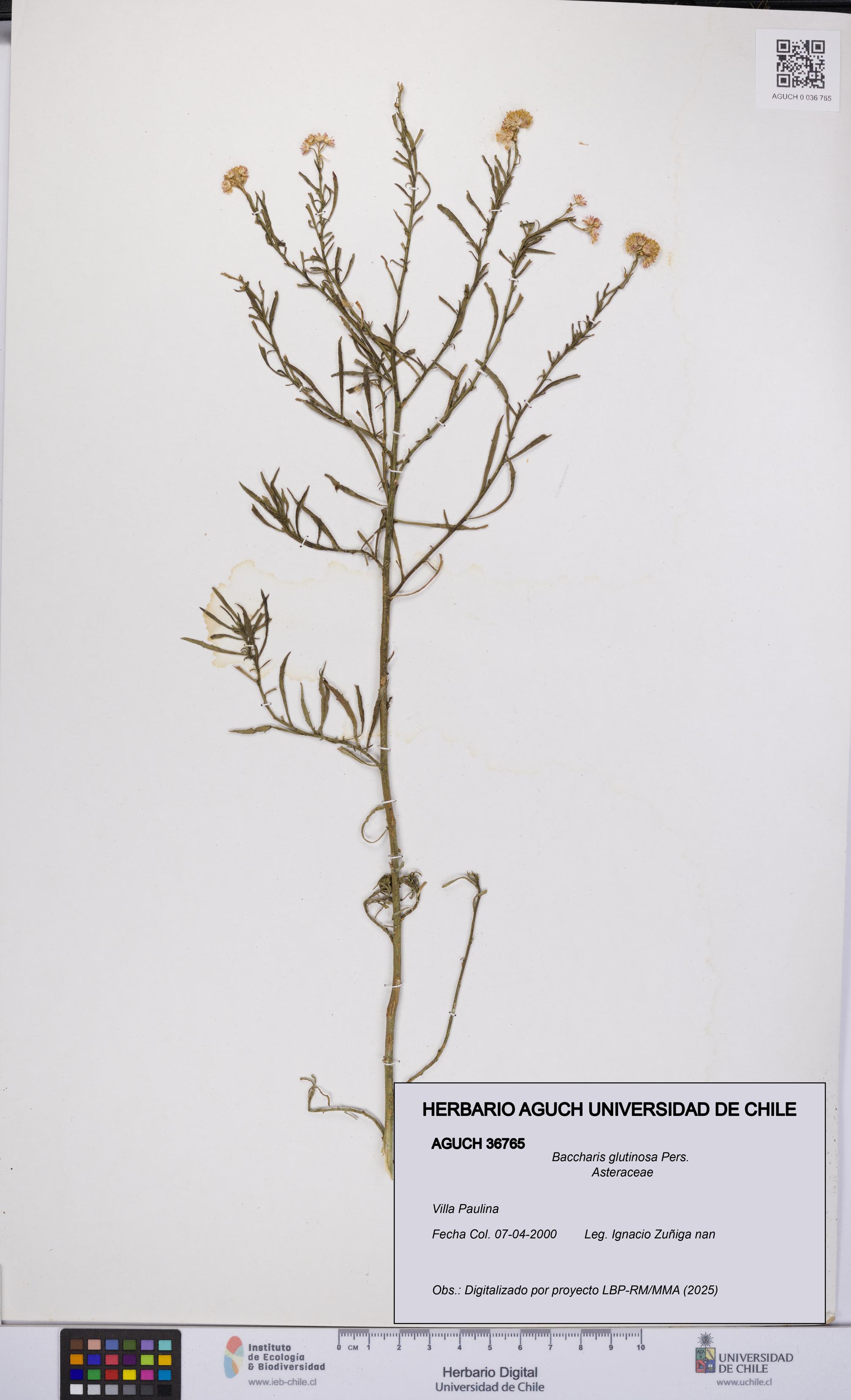 Baccharis glutinosa [Espécimen: UCH:AGUCH:0036765]