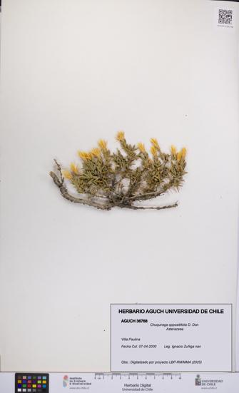 Chuquiraga oppositifolia [Espécimen: UCH:AGUCH:0036768]