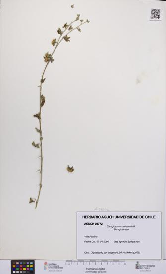 Cynoglossum creticum [Espécimen: UCH:AGUCH:0036772]