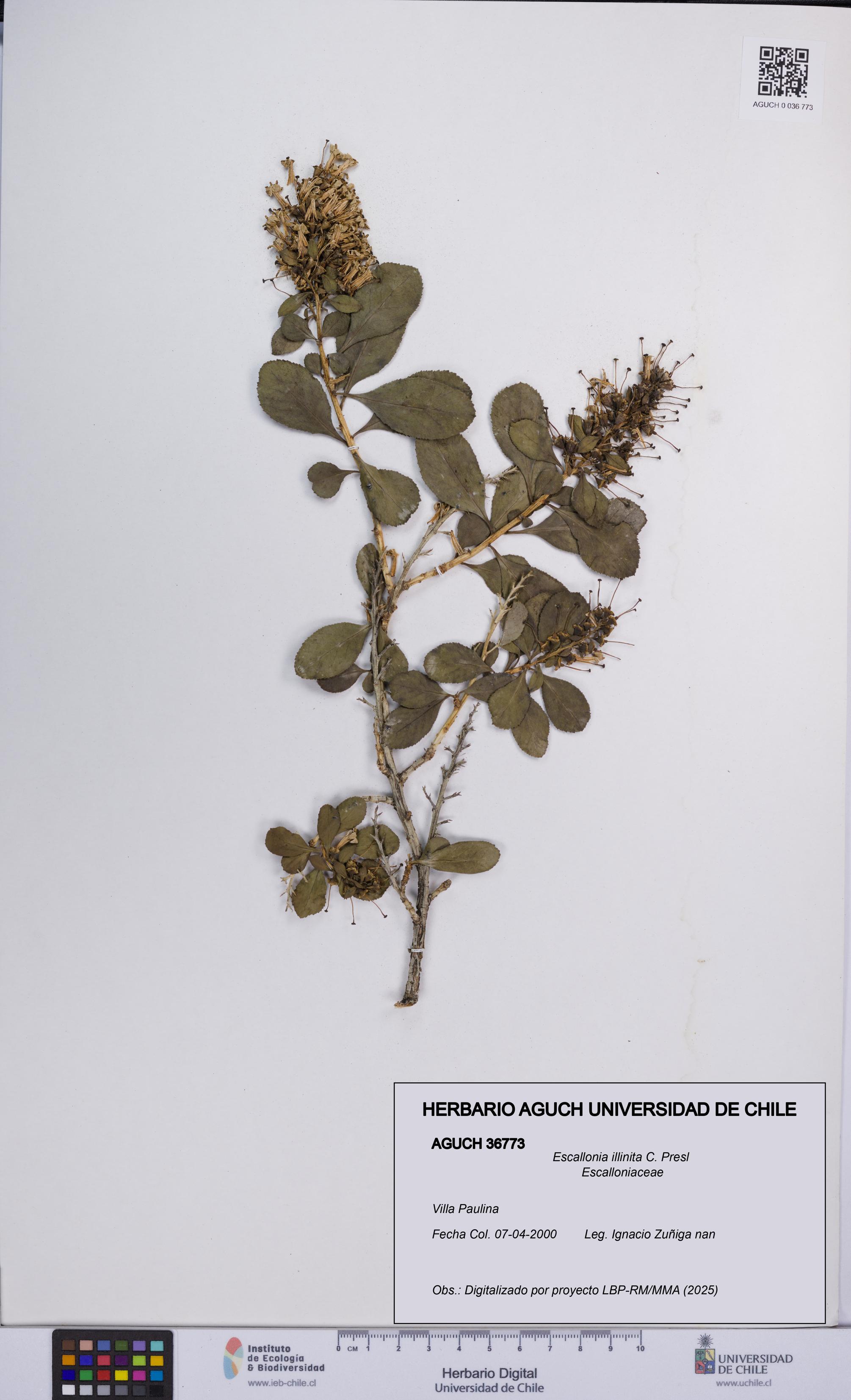 Escallonia illinita [Espécimen: UCH:AGUCH:0036773]