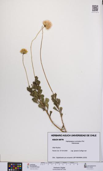 Haplopappus uncinatus [Espécimen: UCH:AGUCH:0036776]