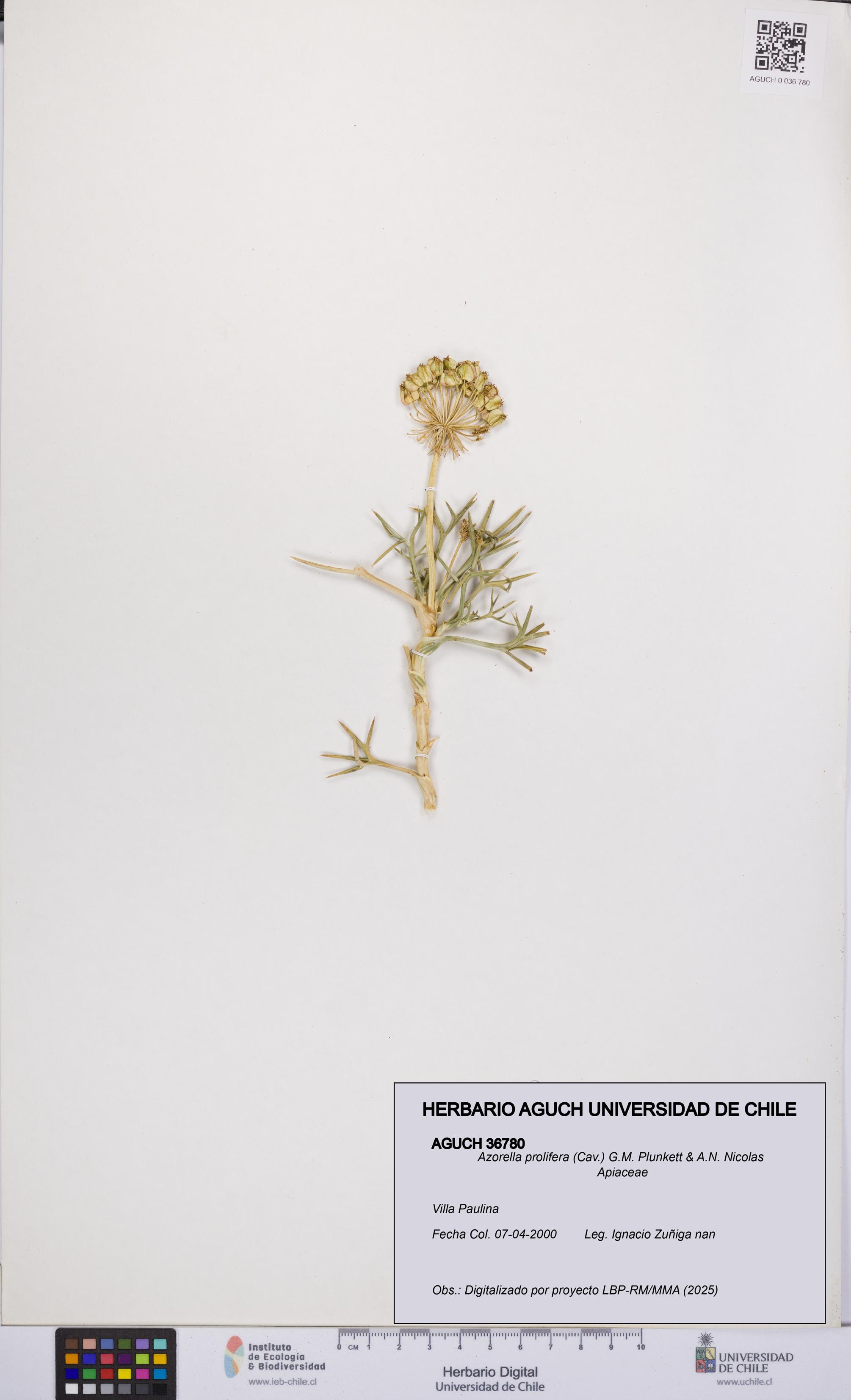 Azorella prolifera [Espécimen: UCH:AGUCH:0036780]