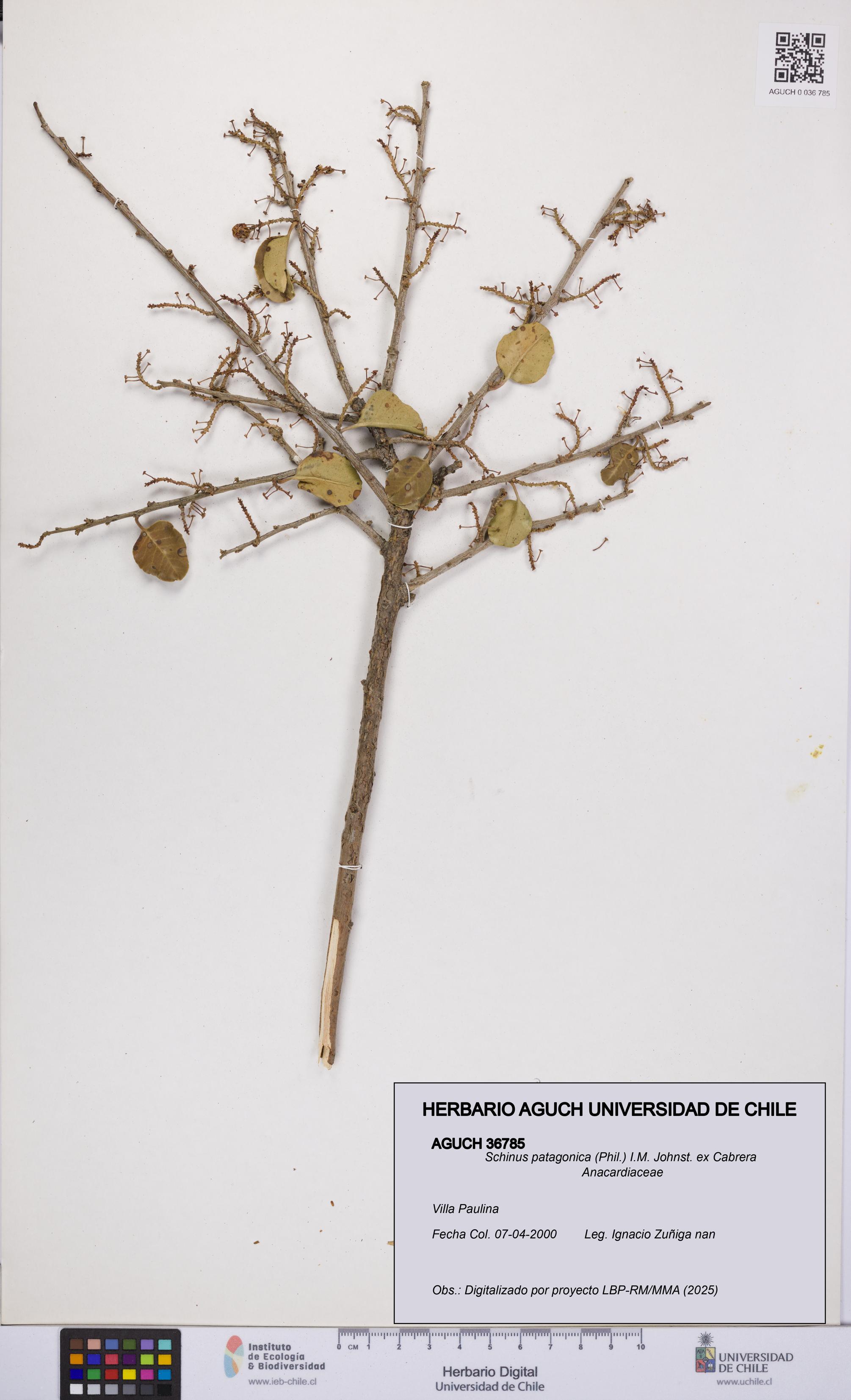 Schinus patagonica [Espécimen: UCH:AGUCH:0036785]