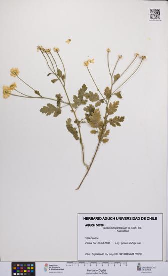Tanacetum parthenium [Espécimen: UCH:AGUCH:0036788]