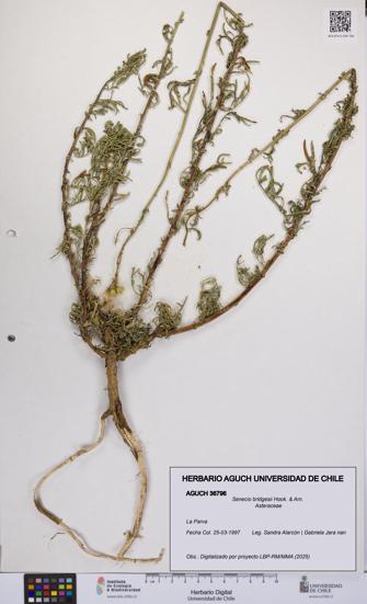 Senecio bridgesii [Espécimen: UCH:AGUCH:0036796]