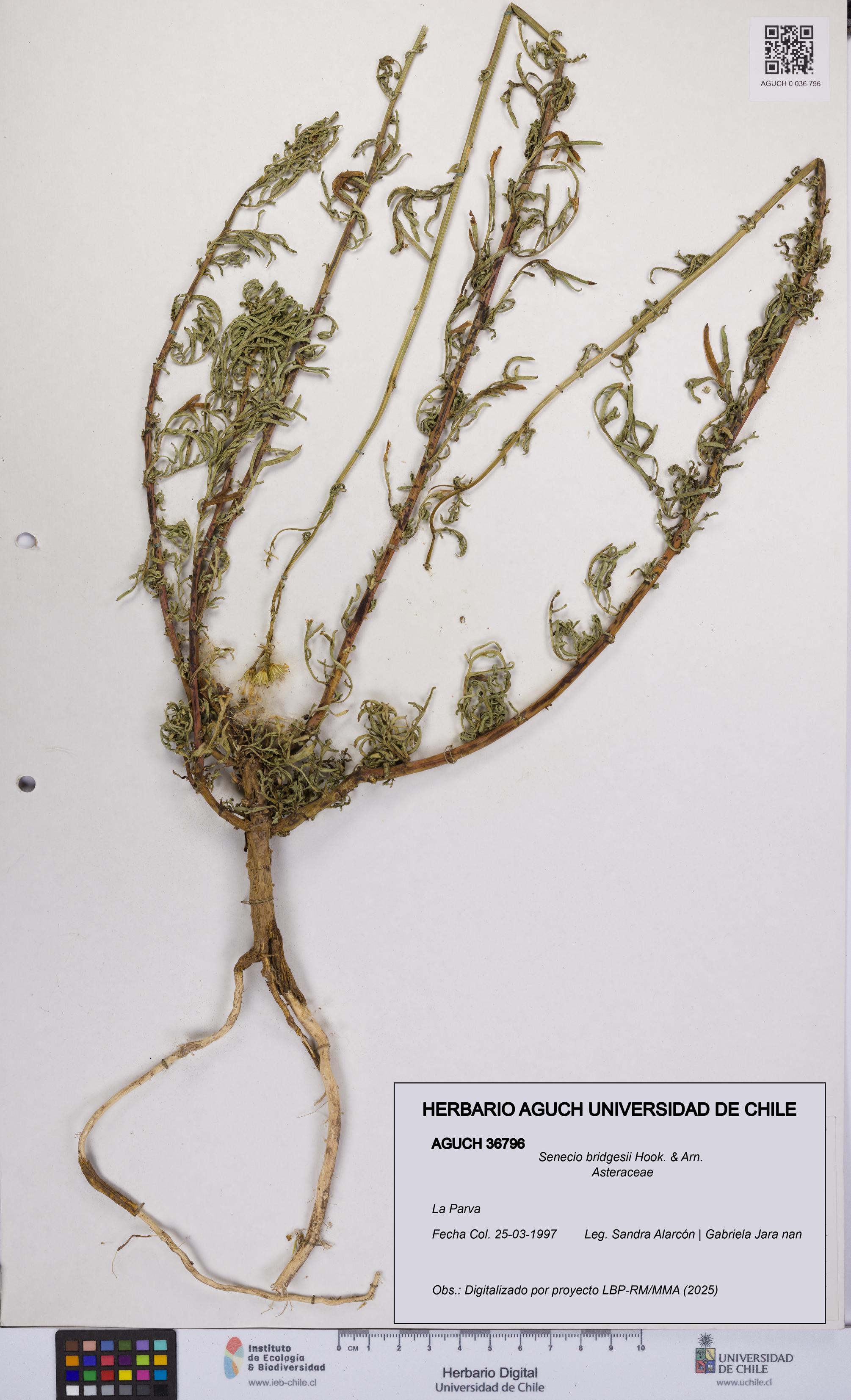 Senecio bridgesii [Espécimen: UCH:AGUCH:0036796]
