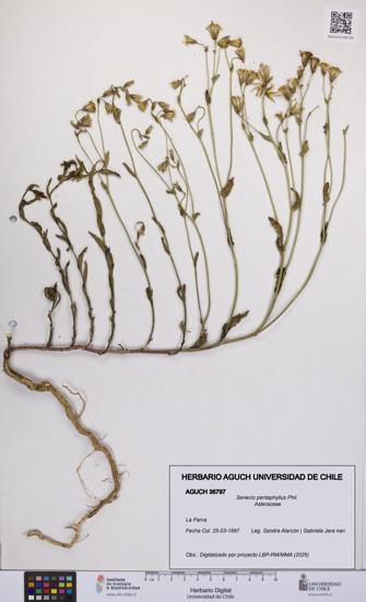 Senecio pentaphyllus [Espécimen: UCH:AGUCH:0036797]