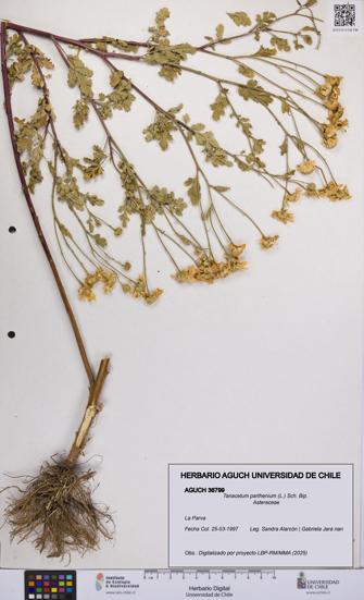 Tanacetum parthenium [Espécimen: UCH:AGUCH:0036799]