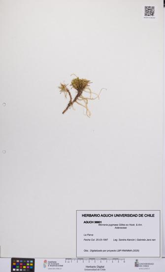 Werneria pygmaea [Espécimen: UCH:AGUCH:0036801]