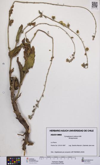 Cynoglossum creticum [Espécimen: UCH:AGUCH:0036802]