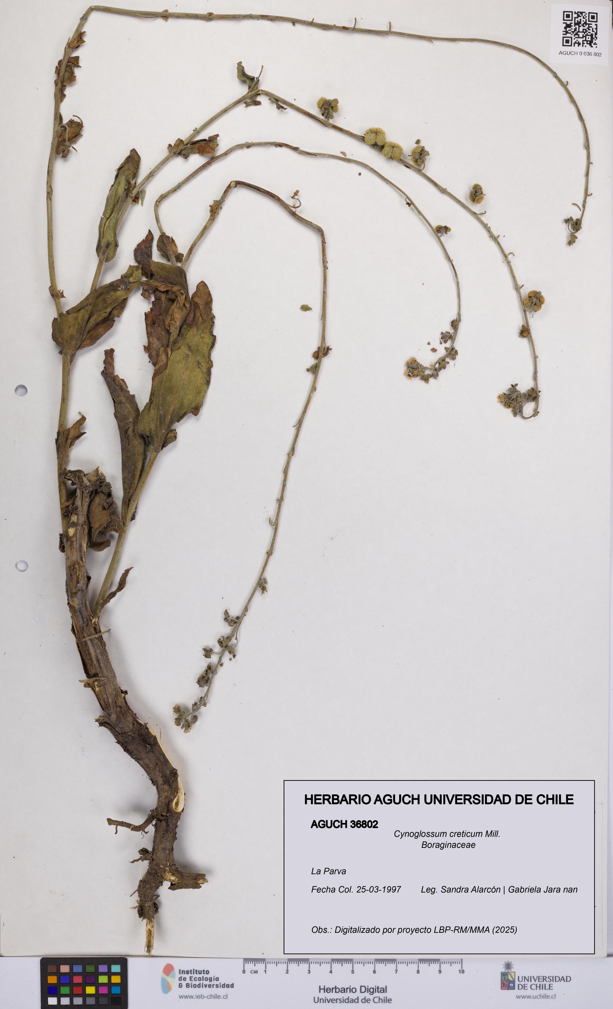 Cynoglossum creticum [Espécimen: UCH:AGUCH:0036802]