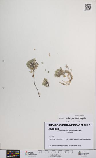 Adesmia spuma [Espécimen: UCH:AGUCH:0036805]