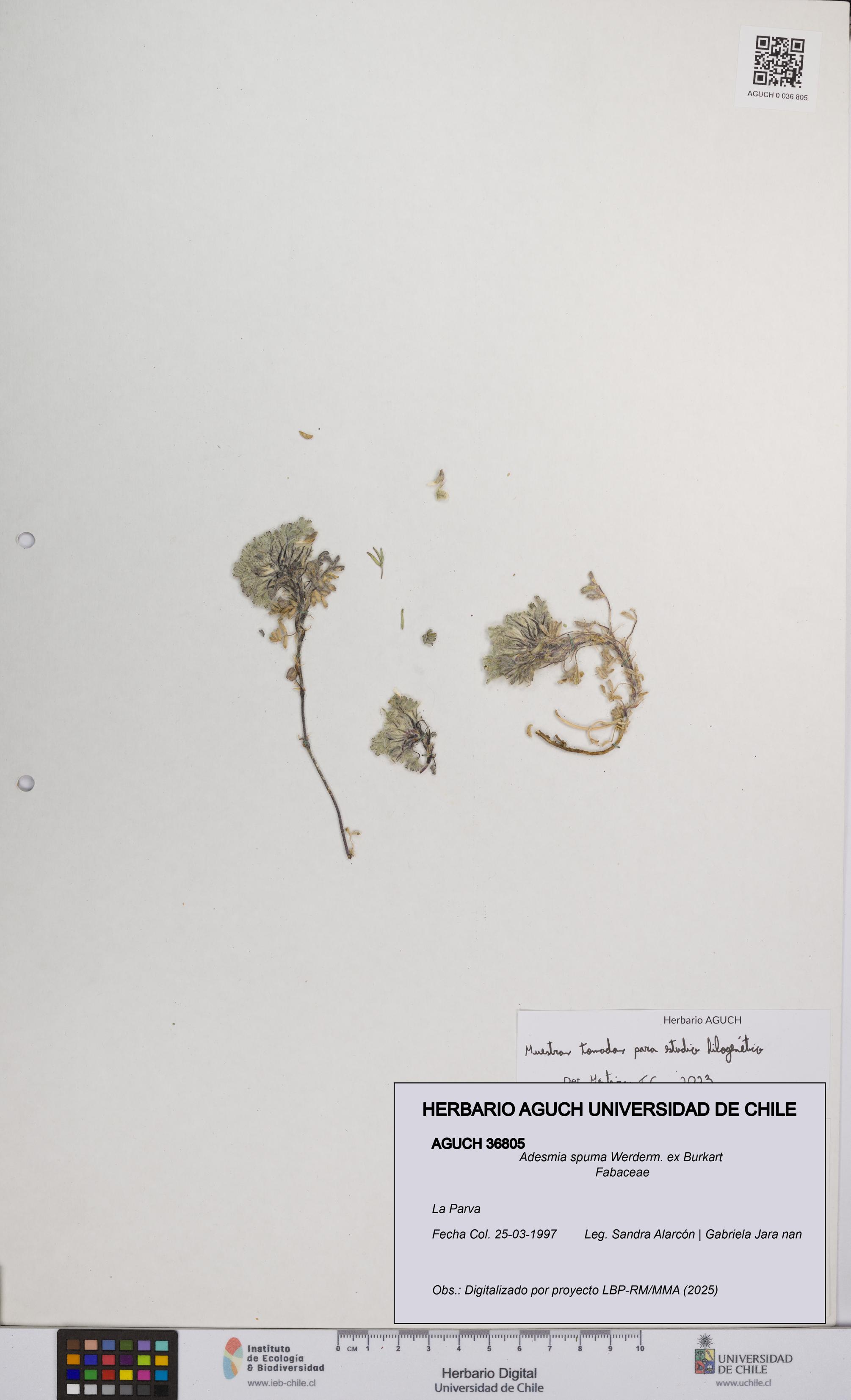 Adesmia spuma [Espécimen: UCH:AGUCH:0036805]