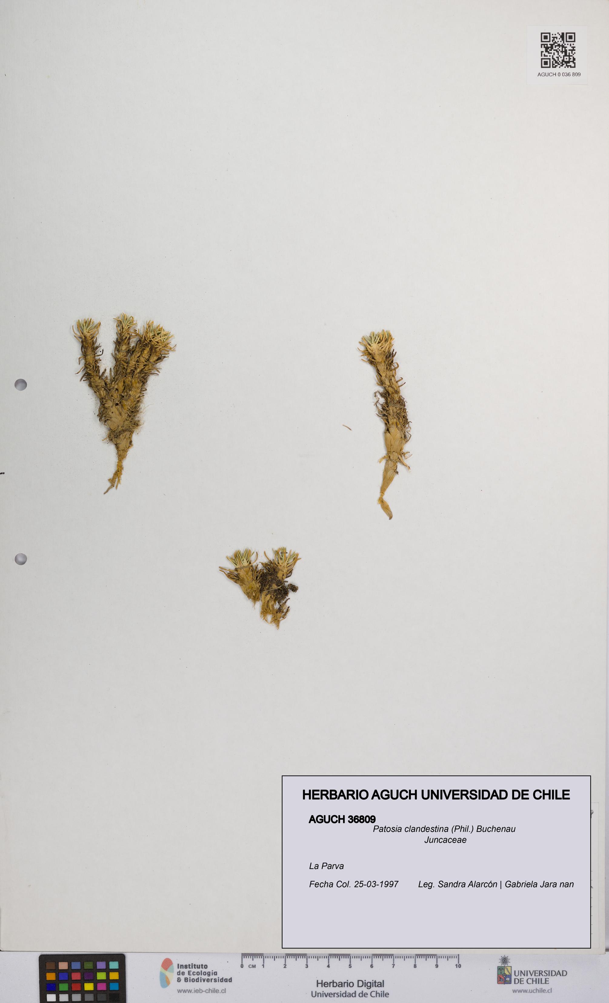 Patosia clandestina [Espécimen: UCH:AGUCH:0036809]