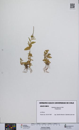 Epilobium glaucum [Espécimen: UCH:AGUCH:0036810]