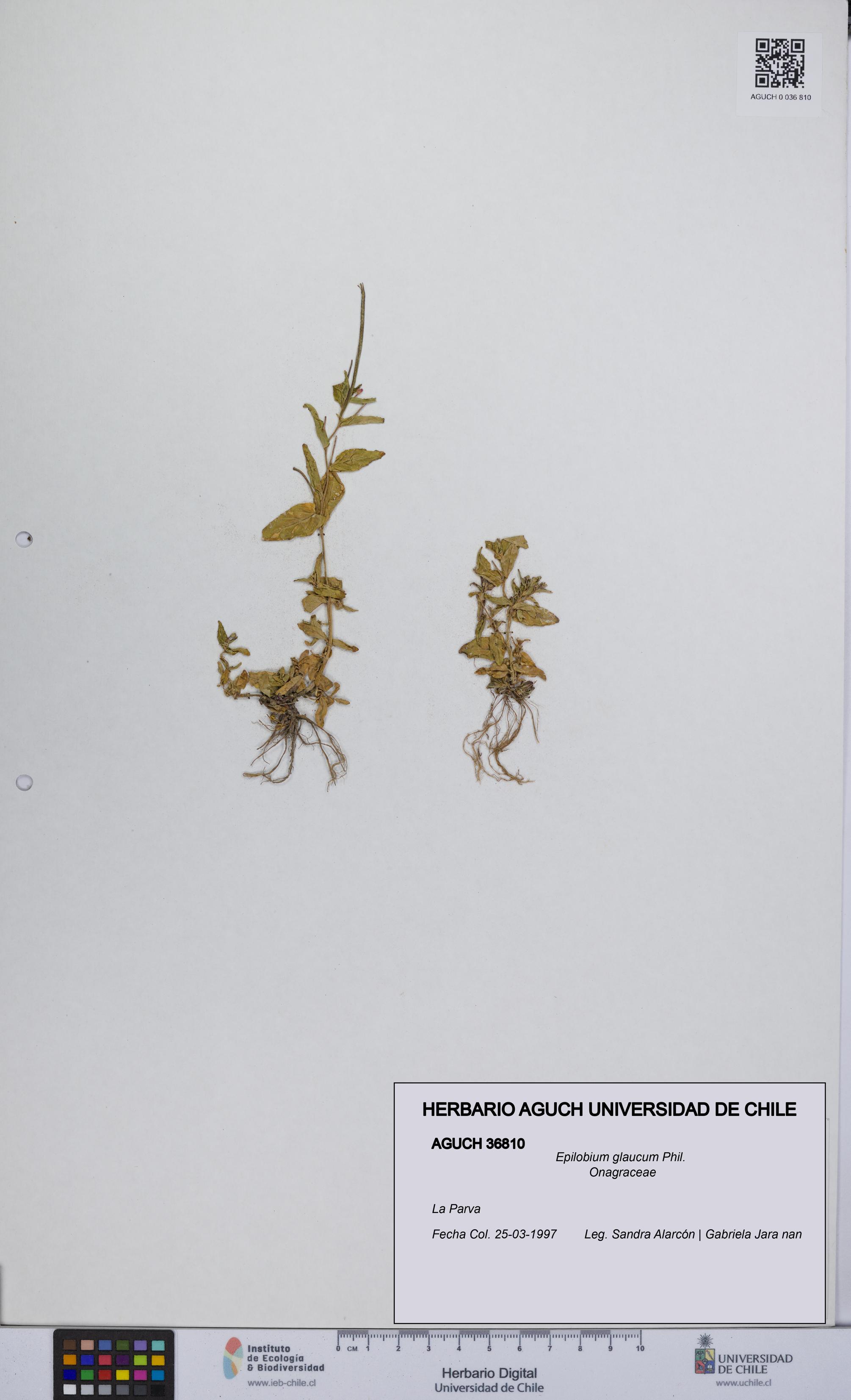 Epilobium glaucum [Espécimen: UCH:AGUCH:0036810]