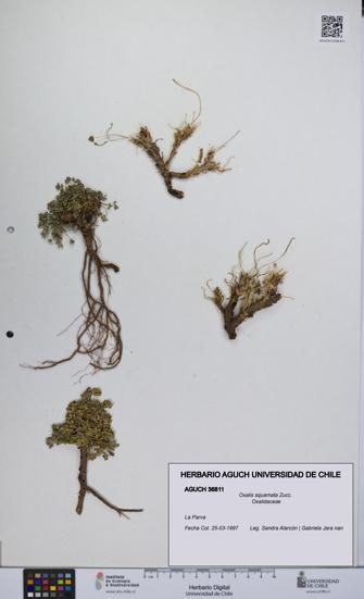 Oxalis squamata [Espécimen: UCH:AGUCH:0036811]
