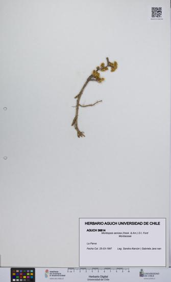 Montiopsis sericea [Espécimen: UCH:AGUCH:0036814]