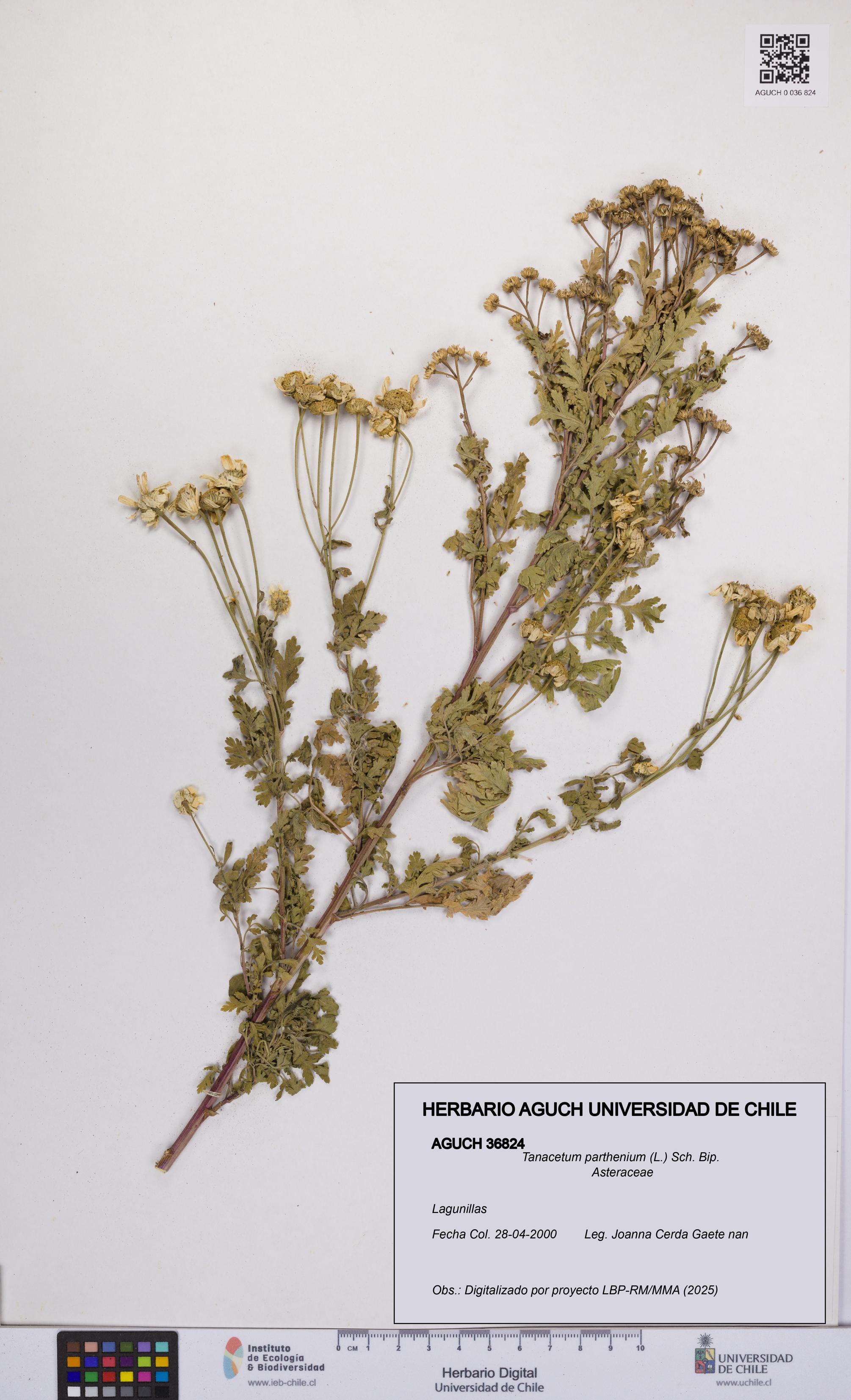 Tanacetum parthenium [Espécimen: UCH:AGUCH:0036824]