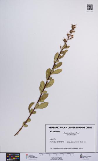 Escallonia illinita [Espécimen: UCH:AGUCH:0036831]