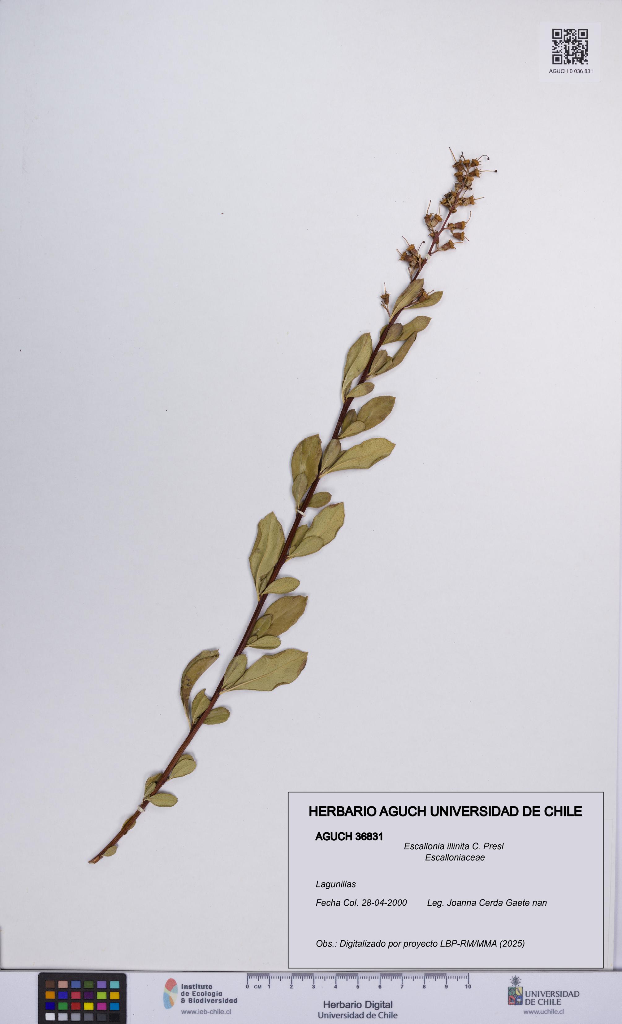 Escallonia illinita [Espécimen: UCH:AGUCH:0036831]