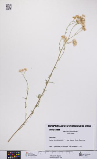 Baccharis glutinosa [Espécimen: UCH:AGUCH:0036834]