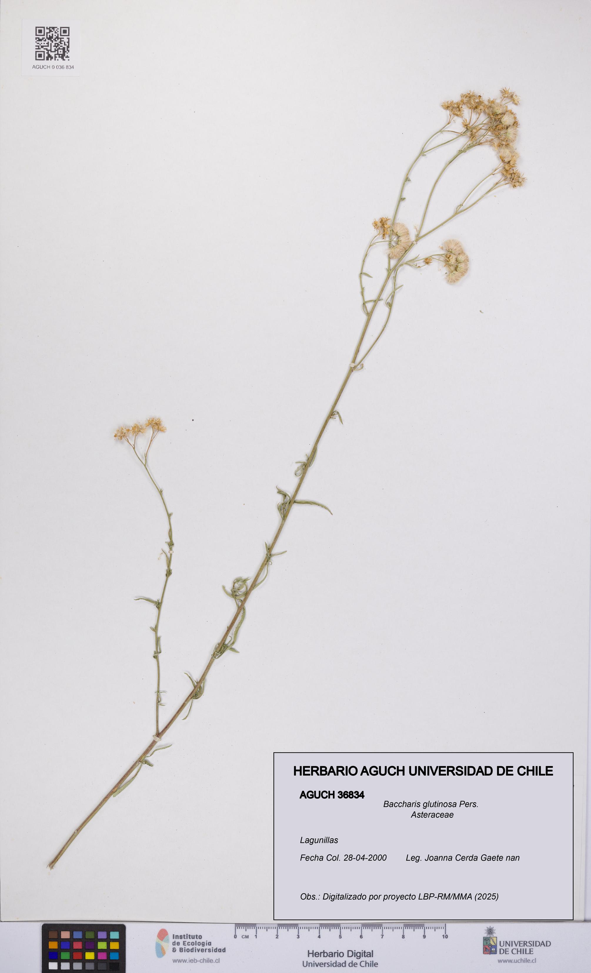 Baccharis glutinosa [Espécimen: UCH:AGUCH:0036834]
